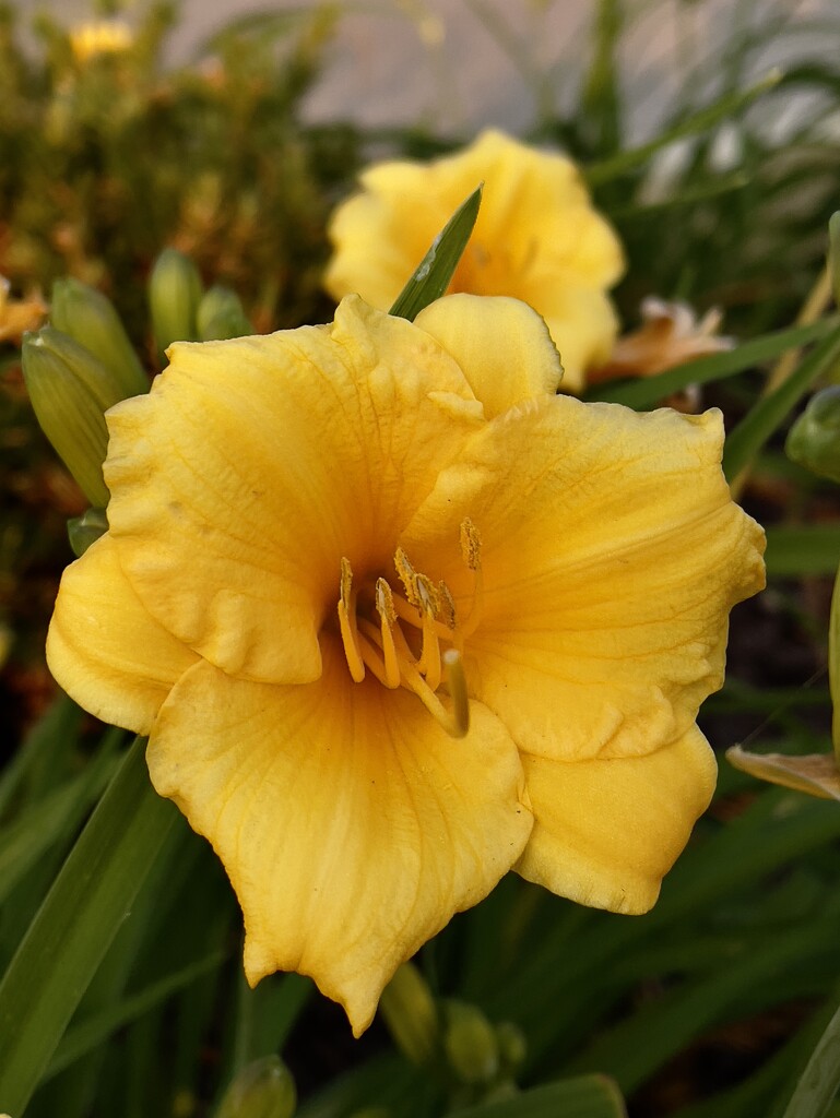 Yellow Sun-kissed Daylily by eahopp