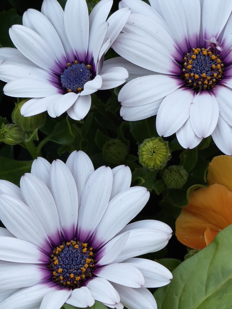 African Daisies Amazing Beauty by eahopp