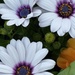 African Daisies Amazing Beauty by eahopp