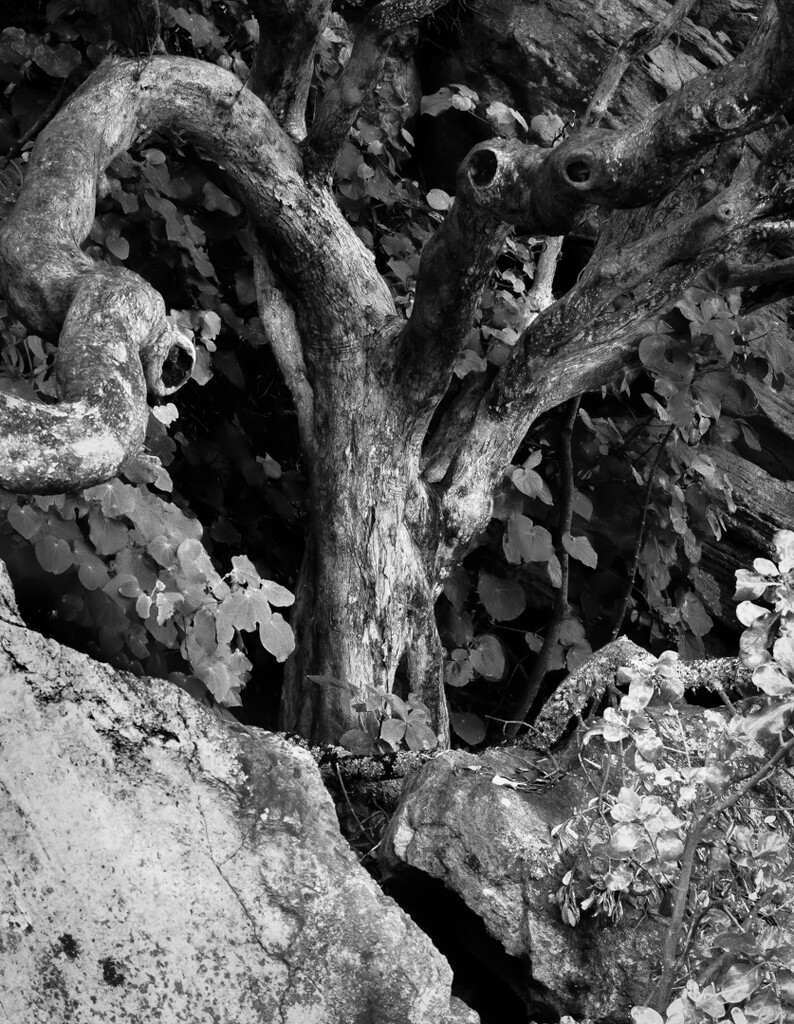Ragged tree growing amongst the rocks by 365projectclmutlow