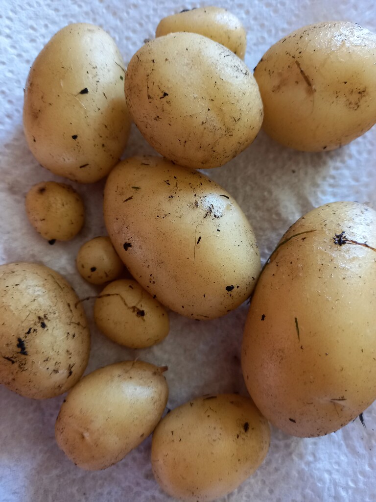 New potatoes from the garden by ladypolly
