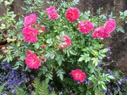24th Jun 2023 - Floriferous rose.