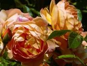 6th Jun 2023 - roses