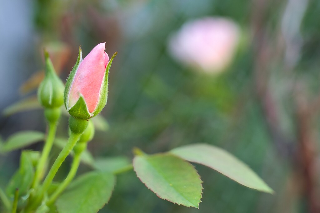 Rosebud by okvalle