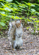 24th Jun 2023 - Golden Acre Park, near Leeds.