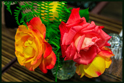 23rd Jun 2023 - Oregon Roses