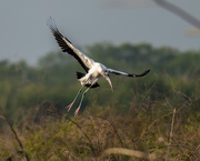 24th Jun 2023 - Wood Stork