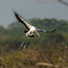 Wood Stork by nicoleweg