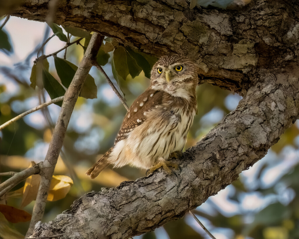 Ferruginous Pygmy Owl by nicoleweg