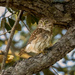 Ferruginous Pygmy Owl by nicoleweg