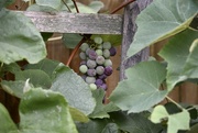 20th Jun 2023 - Ripening Grapes