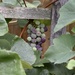 Ripening Grapes by metzpah