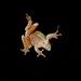 Tree Frog by sunnygreenwood