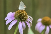 21st Jun 2023 - Grey Hairstreak Butterfly and Coneflowers 
