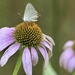 Grey Hairstreak Butterfly and Coneflowers  by metzpah