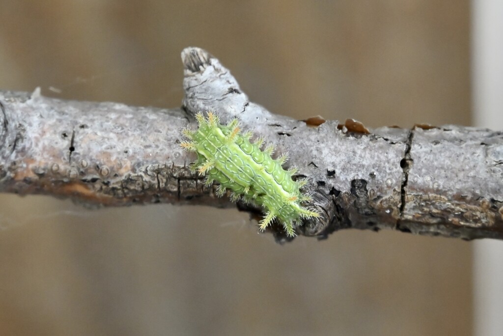 Spiny Oak-slug by metzpah