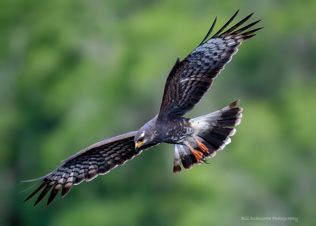 Snail Kite by photographycrazy