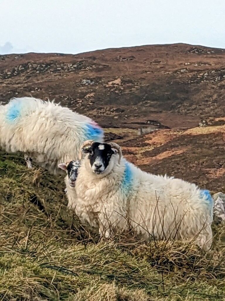 Black face sheep  by cwarrior