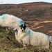 Black face sheep  by cwarrior