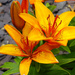 Orange Lily...........799 by neil_ge