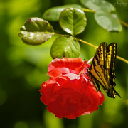 24th Jun 2023 - Swallowtail on Rose 
