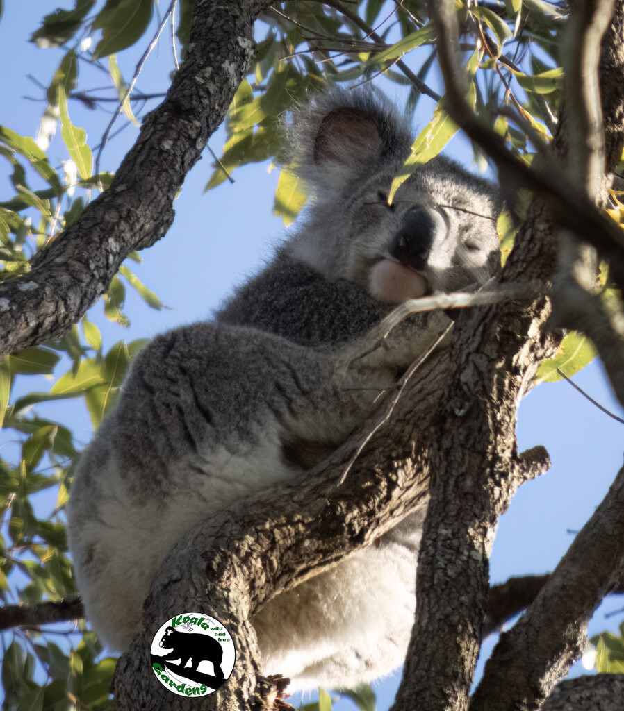 pesky tree bits by koalagardens