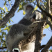 pesky tree bits by koalagardens