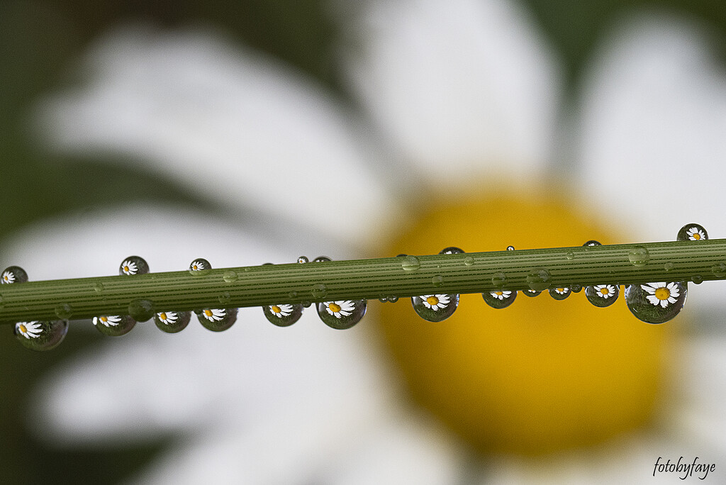 Daisy droplets by fayefaye