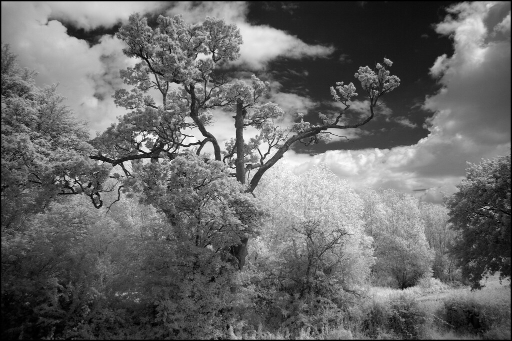 24 Summer Trees by marshwader