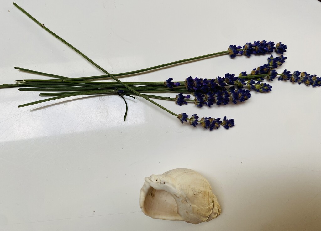 Still life with lavender and shell by lizgooster