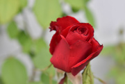 23rd Jun 2023 - Red Roses For A Blue Lady