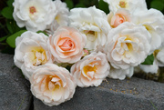 23rd Jun 2023 - Bouquet Of Roses