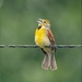Dickcissel by bluemoon
