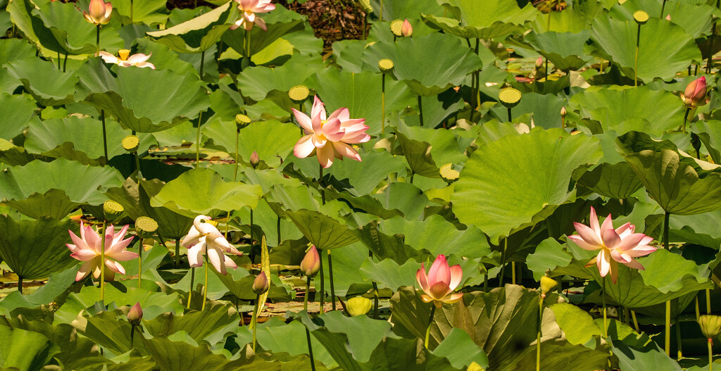 Giant Lily Pads and Lotus Flowers! by rickster549