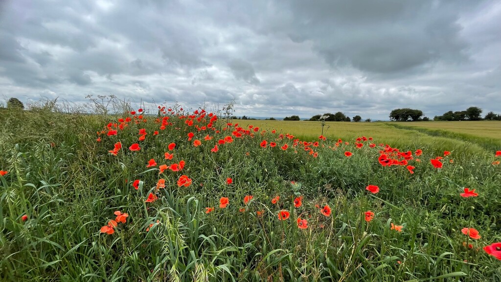 poppies by the wheat field by quietpurplehaze