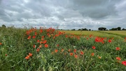 25th Jun 2023 - poppies by the wheat field