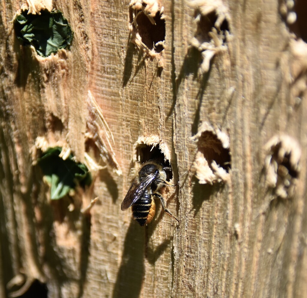 A leaf cutter bee by wakelys