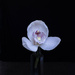 Orchid from my garden by suez1e