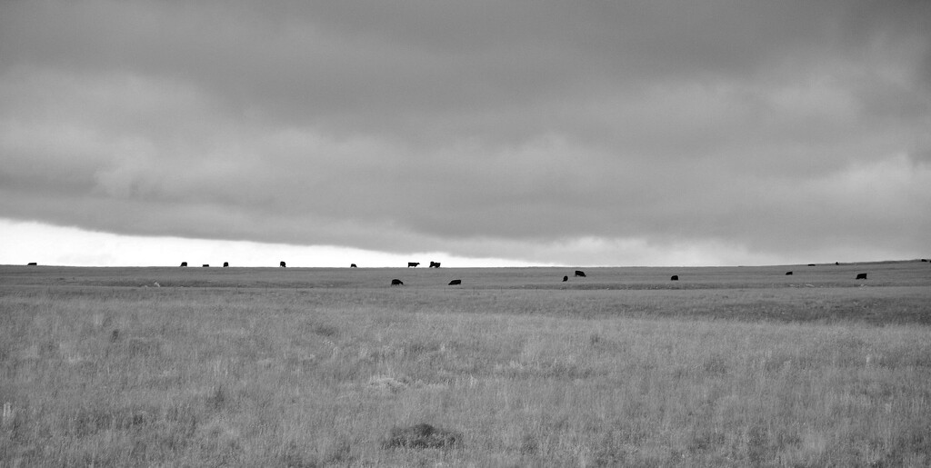 Cattle on the Horizon by stownsend