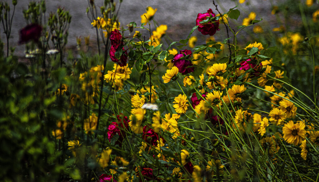 roses and coreopsis_3 by darchibald