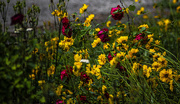 24th Jun 2023 - roses and coreopsis_3