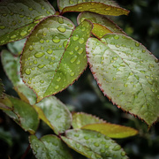 21st Jun 2023 - Wet Leaves