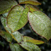 Wet Leaves by mumswaby