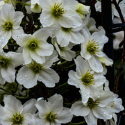 23rd Jun 2023 - Tumbling White Flowers