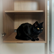 25th Jun 2023 - Cat in a cupboard
