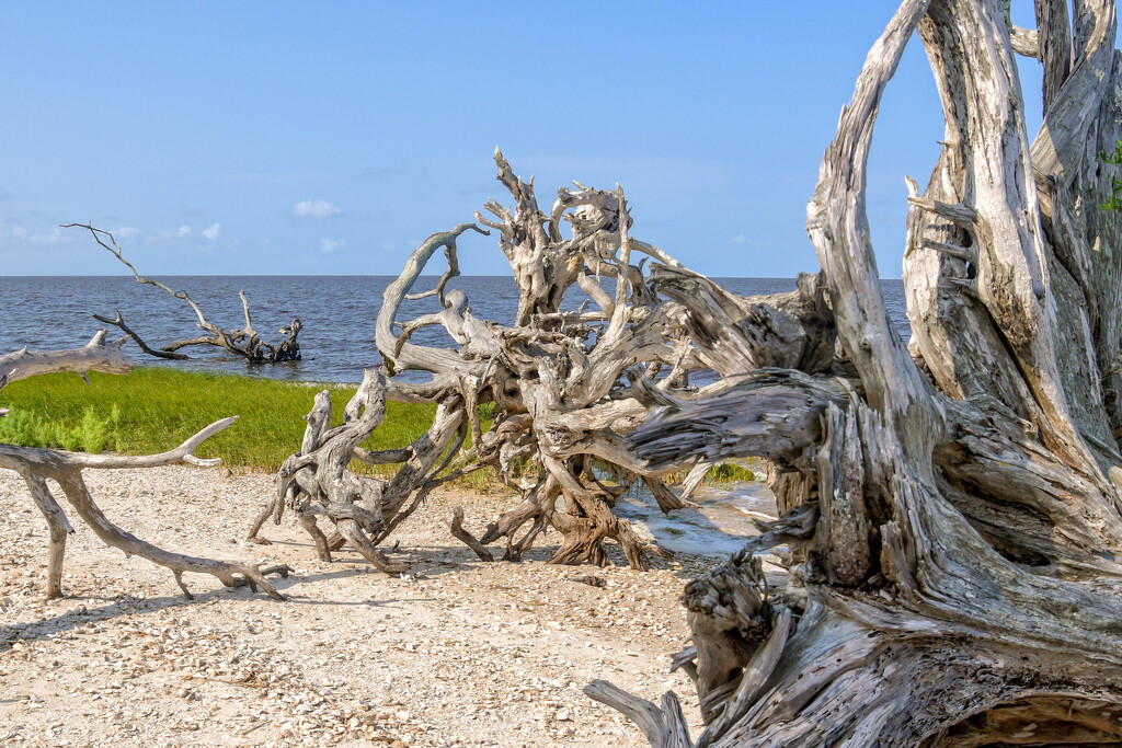 Driftwood by danette