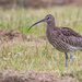 Sunday Curlew by lifeat60degrees