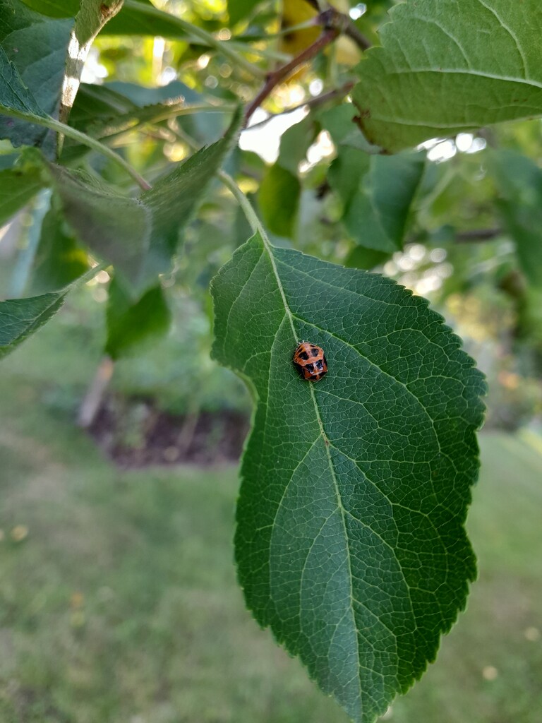 Ladybug by elsieblack145
