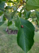 24th Jun 2023 - Ladybug