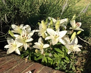 25th Jun 2023 - White Lillies